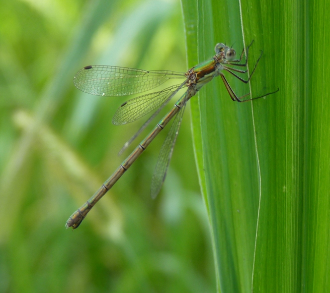 Chalcolestes parvidens e Lestes sponsa